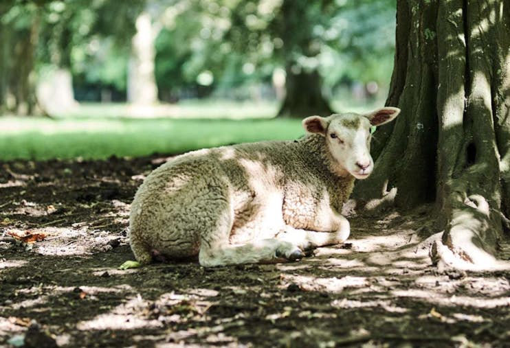 Vie-Parc-Mouton