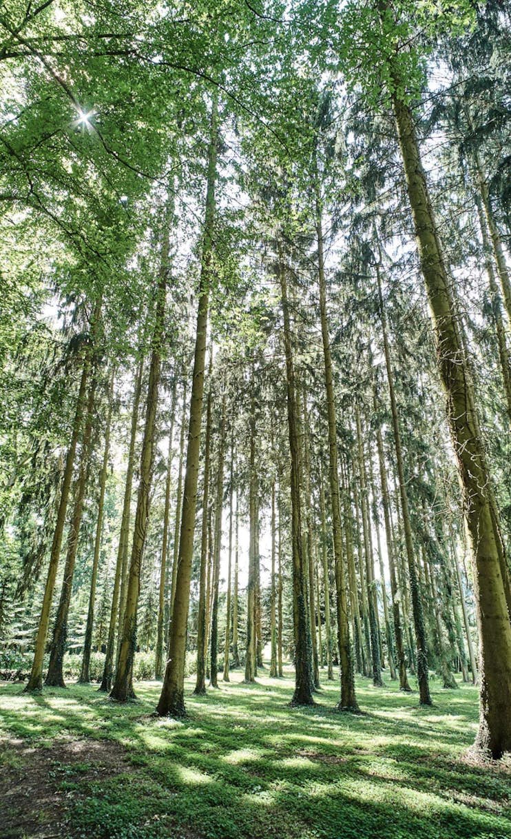 Vie-Parc-Arbres